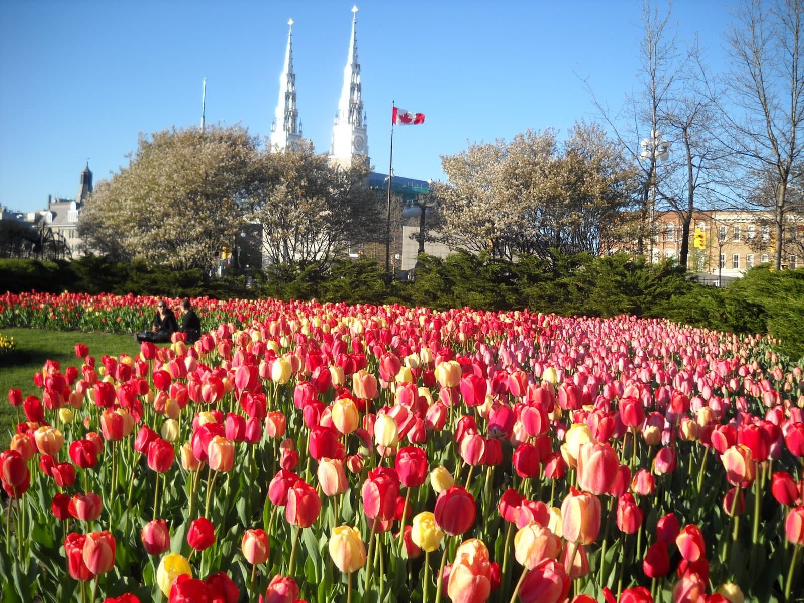 Chiêm ngưỡng vẻ đẹp đến ngỡ ngàng của lễ hội hoa Tulip Ottawa