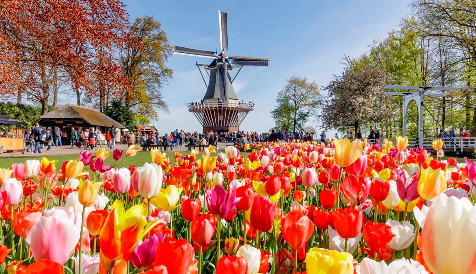 Lễ hội hoa Keukenhof – Tận hưởng vườn hoa bất tận đẹp như cổ tích