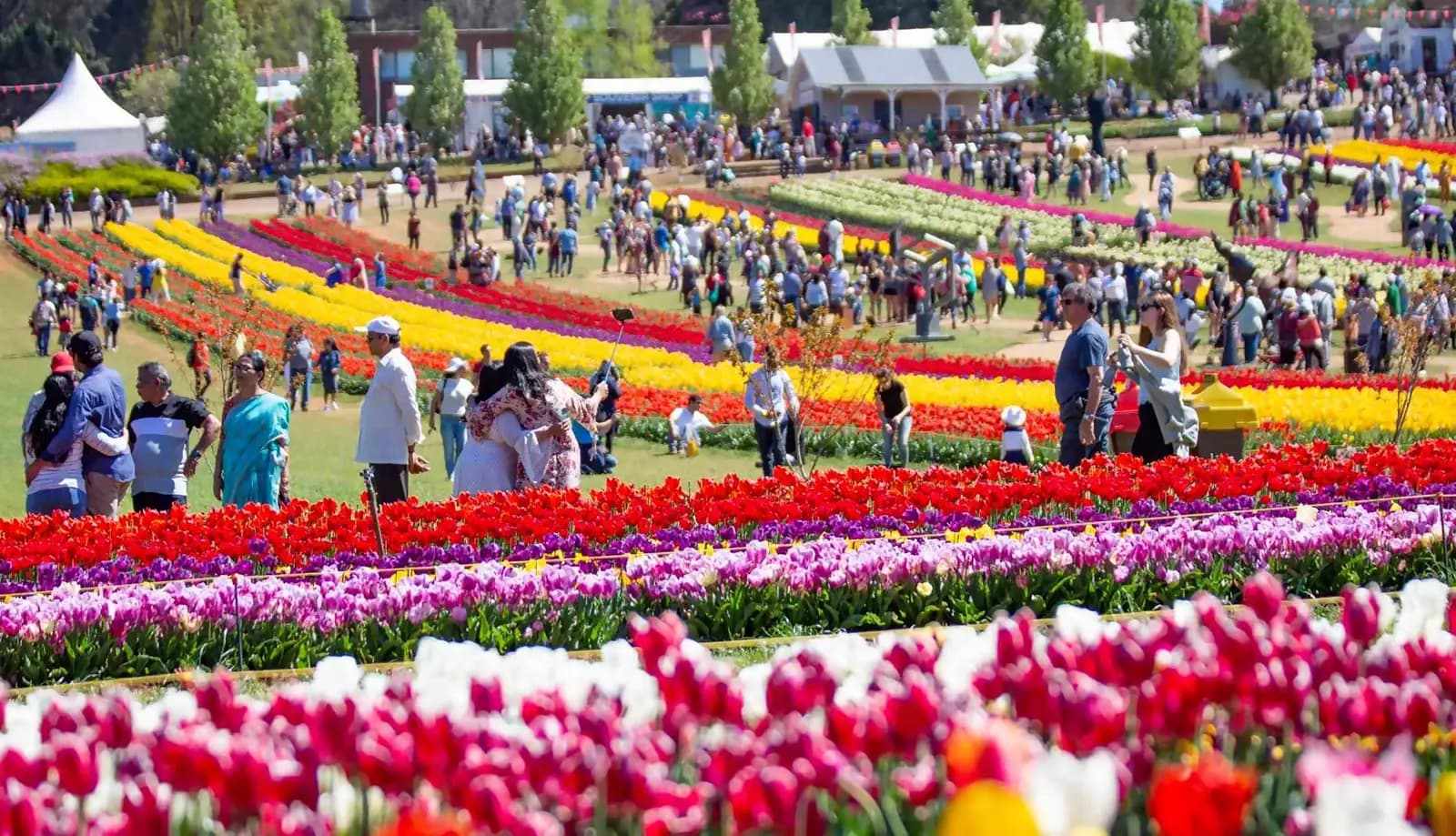 Lễ hội Hoa Tulip – Trải nghiệm tuyệt vời “đốn tim” mọi du khách
