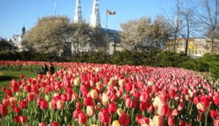 Tham gia lễ hội hoa Tulip Ottawa với nhiều hoạt động hấp dẫn