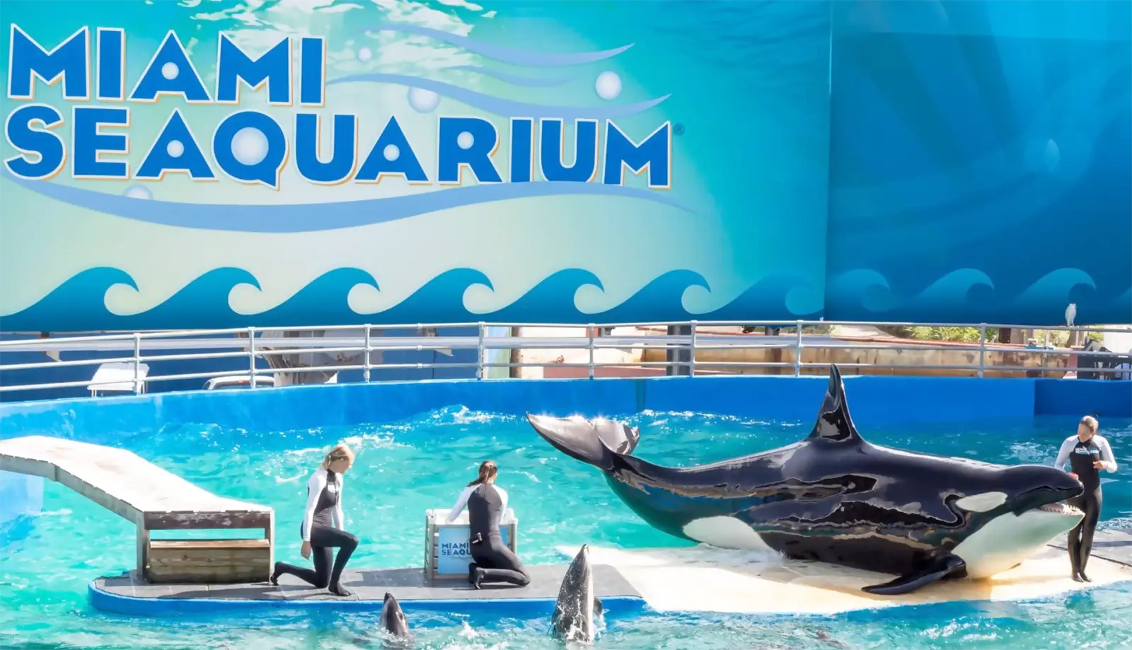 Buổi biểu diễn động vật thú vị chỉ có ở Seaquarium
