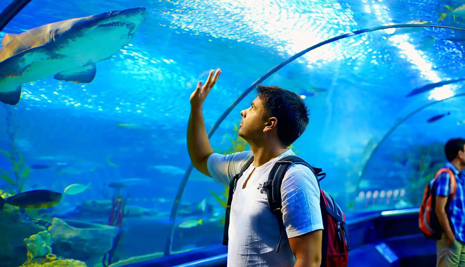 Có nhiều loài cá mập tại thủy cung Shark Reef