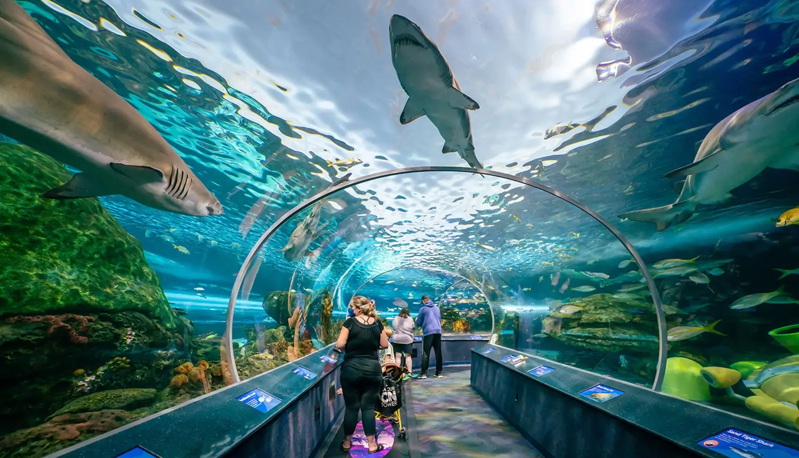 Ripley’s Aquarium - thuỷ cung trong nhà lớn nhất Canada