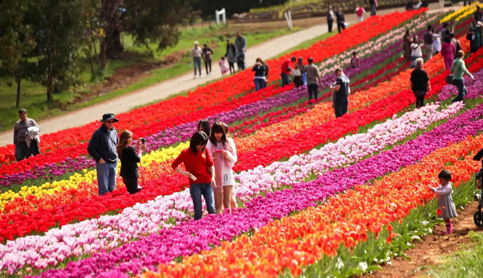 Hoa Tulip đầy màu sắc trong lễ hội