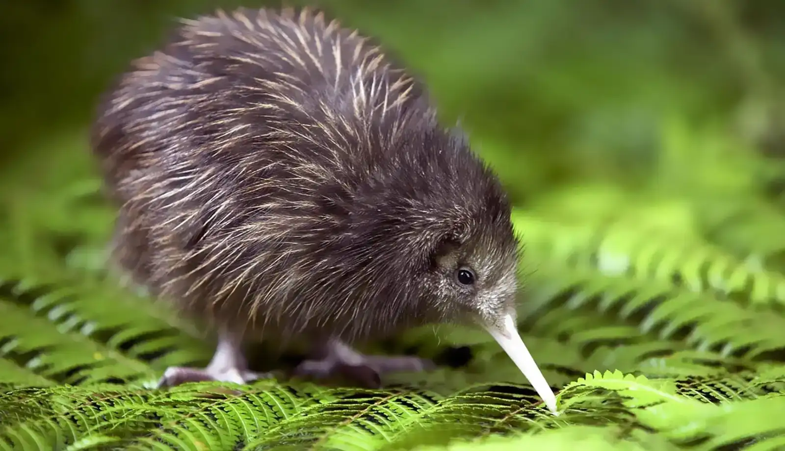 Chim Kiwi - biểu tượng của New Zealand