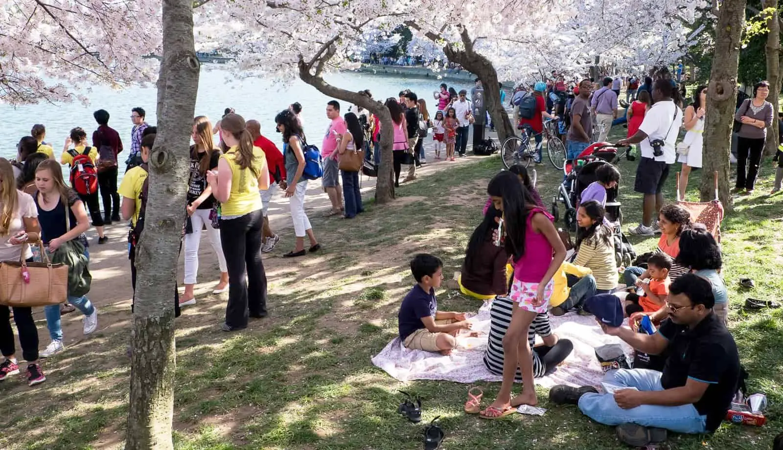 Bạn có thể ngồi dưới những tán cây anh đào ăn uống và ngắm hoa rơi