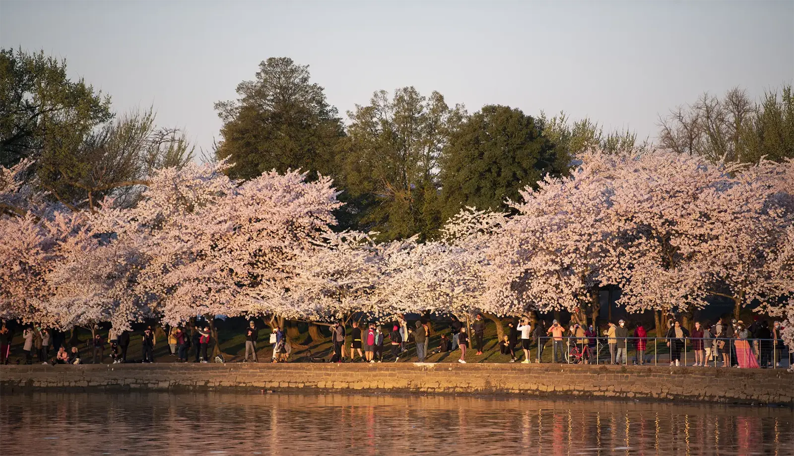 Lễ hội “Peak Blossom Date” khá quy mô tại Washington DC