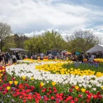 Khám phá lễ hội hoa Foriade lớn nhất Nam bán cầu