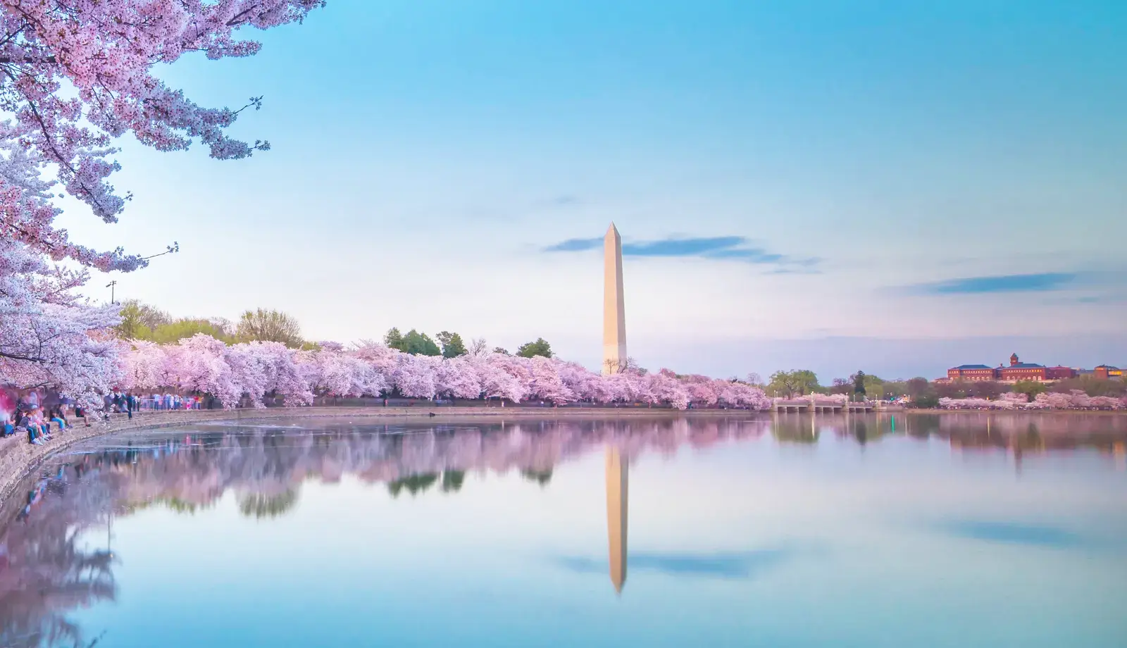 Say đắm trước vẻ đẹp của mùa hoa anh đào ở Washington DC