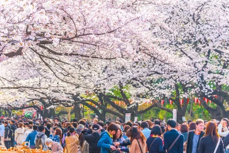 Tour hoa anh đào Nhật Bản Tokyo - Phú Sĩ - Nagoya - Kyoto - Osaka