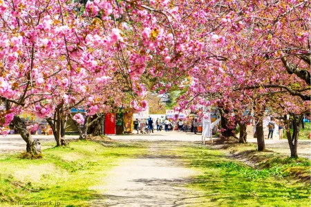 Tour hoa anh đào Nhật Bản Tokyo - Phú Sĩ - Nagoya - Kyoto - Osaka (Đỉnh điểm)